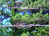 fgc_0383_1.JPG (415388 bytes)